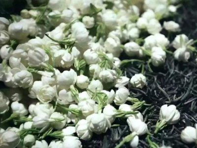 喝茶治口臭嗎，什么茶治口臭好？