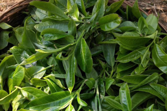 最耐泡的茶葉排名，什么茶葉經(jīng)久耐泡？