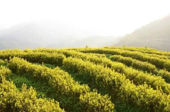 黃金茶的功效及禁忌癥，黃金茶有什么副作用嗎？