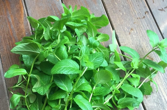 薄荷茶的功效與作用，喝薄荷茶有什么好處？