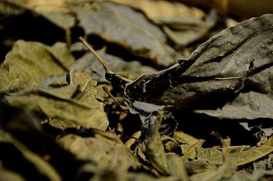 鷓鴣茶什么人不適合喝，鷓鴣茶的禁忌人群