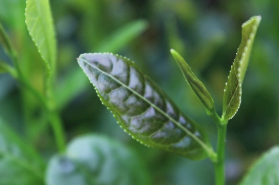 綠茶第一泡要倒掉嗎，為什么綠茶第一泡不喝？