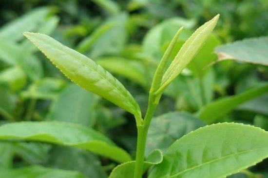 最耐泡的茶葉排名，什么茶葉經(jīng)久耐泡？