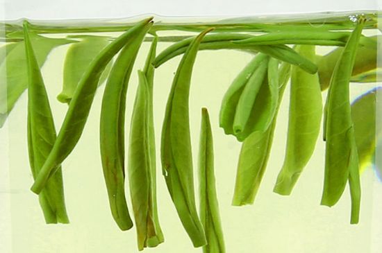 雀舌茶什么人不能喝，雀舌茶的功效與禁忌