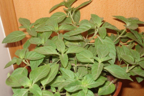 薄荷茶的功效與作用，喝薄荷茶有什么好處？