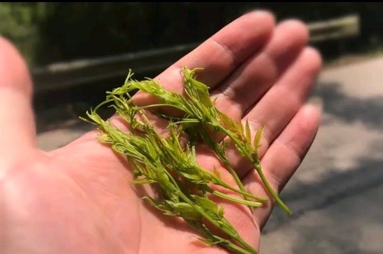 張家界茅巖莓茶與藤茶是同一種茶嗎，藤茶跟莓茶一不一樣？