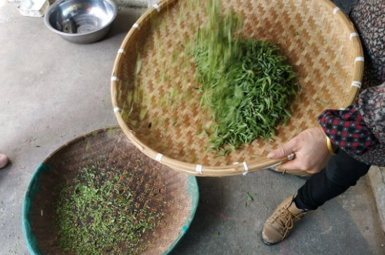 炒青茶為什么便宜，炒青綠茶好喝嗎？