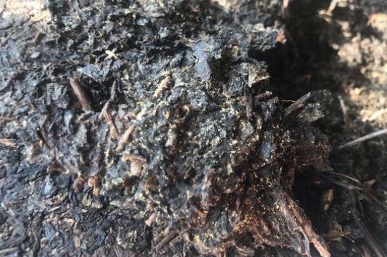 茯茶可以放在冰箱里存放嗎，茯磚茶如何儲存？