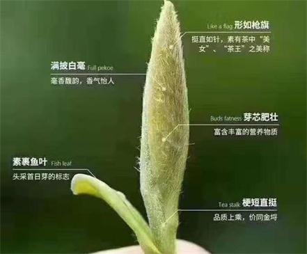 春茶季怎么辨別白毫銀針的好壞，好的白毫銀針如何選購？