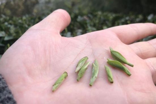 春茶季怎么辨別白毫銀針的好壞，好的白毫銀針如何選購？