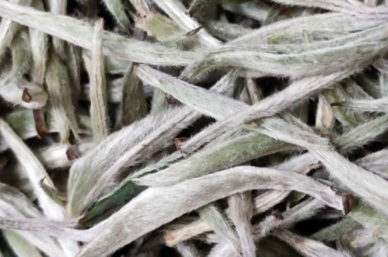 春茶上市白茶的好壞怎么區(qū)分，春白茶怎么分辨好不好？