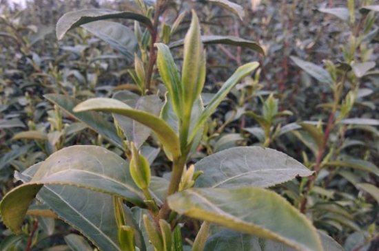 家庭如何保存碧螺春茶葉，蘇州洞庭碧螺春綠茶怎么保存？