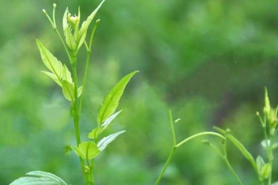 茅巖莓茶別名是什么，莓茶別名叫藤茶嗎？
