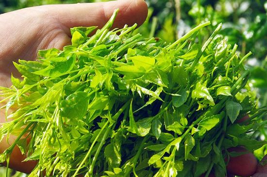 茅巖莓茶別名是什么，莓茶別名叫藤茶嗎？