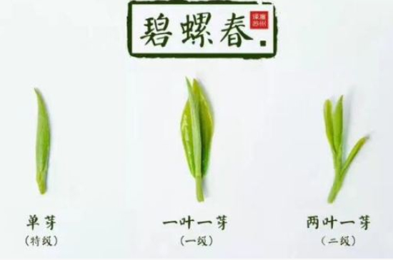 真假碧螺春泡水后區(qū)別，蘇州洞庭碧螺春怎樣鑒別好壞？
