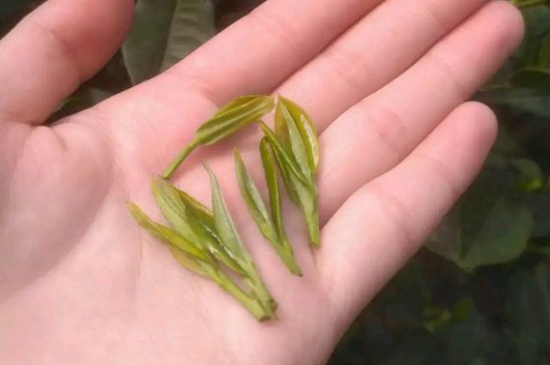 炒青茶為什么便宜，炒青綠茶好喝嗎？