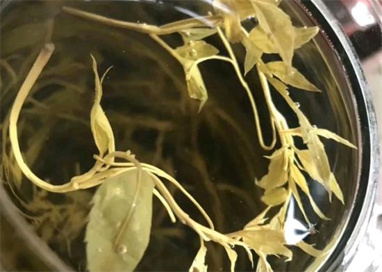 張家界茅巖莓茶與藤茶是同一種茶嗎，藤茶跟莓茶一不一樣？