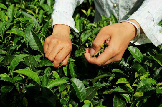 采茶的方法與步驟，如何正確采摘茶葉？