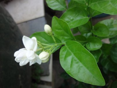 茉莉和什么一起泡最好，茉莉茶有幾種搭配？