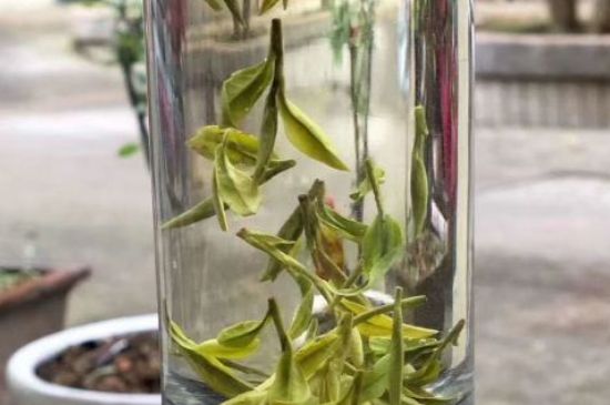 蒸汽煮茶器適合什么茶，蒸汽煮茶器適合用綠茶嗎？