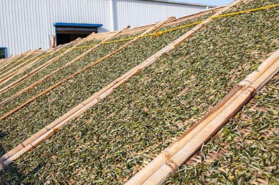 武夷巖茶的初制、精制加工工藝詳細講解