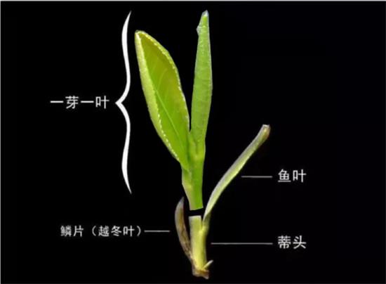 摘茶葉最快的方法，采摘茶葉怎么才能快？