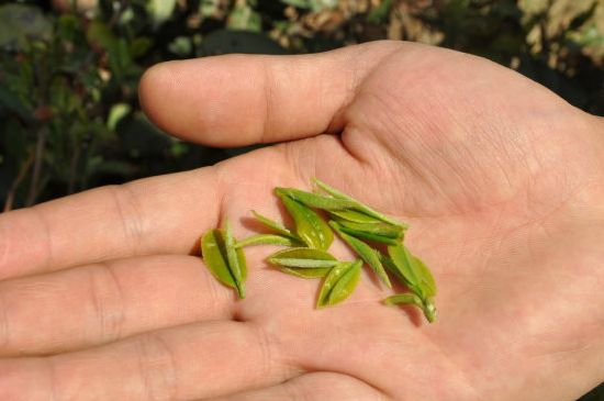 木魚石茶壺適合泡什么茶，木魚石泡啥茶好