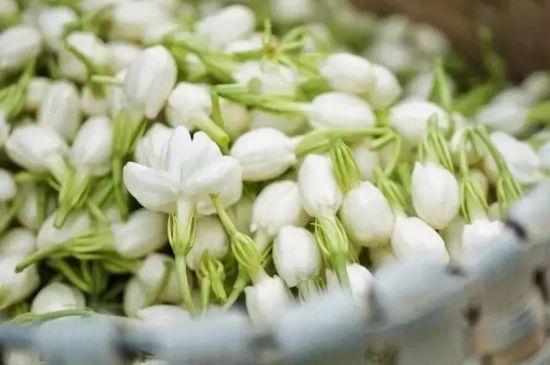十大排毒養(yǎng)顏花茶，喝什么花茶排毒養(yǎng)顏