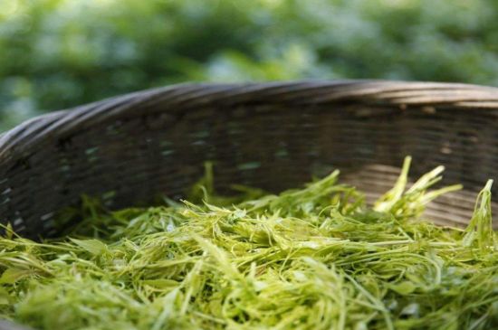 茅巖莓茶加工工藝，莓茶的工藝制作過(guò)程