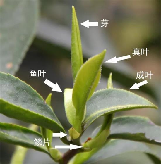 摘茶葉最快的方法，采摘茶葉怎么才能快？