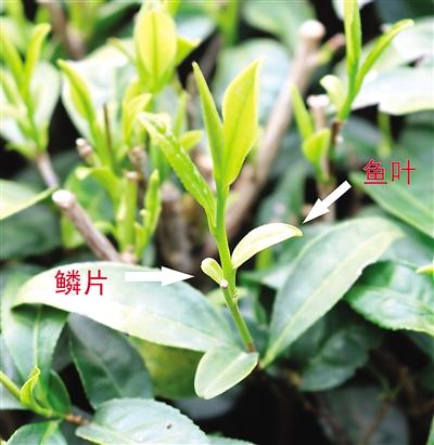 摘茶葉最快的方法，采摘茶葉怎么才能快？