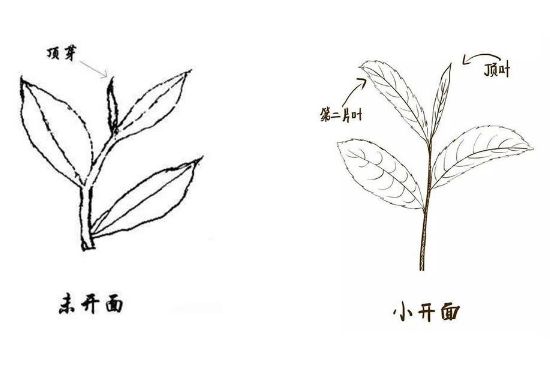 武夷巖茶的初制、精制加工工藝詳細講解