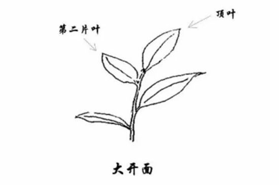 武夷巖茶的初制、精制加工工藝詳細講解