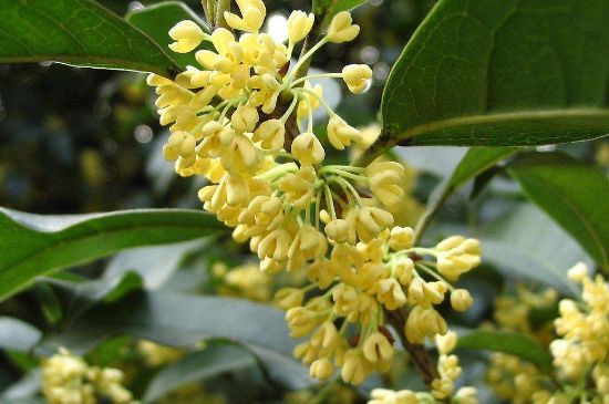 干桂花茶的制作方法，怎樣自制桂花茶？