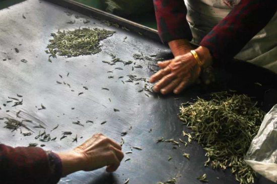 武夷巖茶的初制、精制加工工藝詳細講解