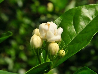 好茉莉茶多少錢一斤，茉莉花茶價(jià)格