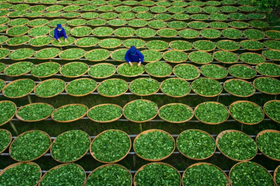 綠茶加工工藝流程圖，綠茶的加工制作包含哪幾個步驟？