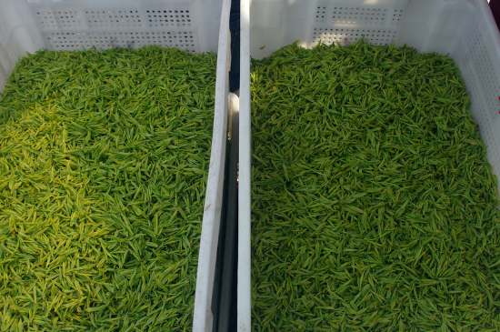 什么茶葉適合用蒸茶器，什么茶可以蒸