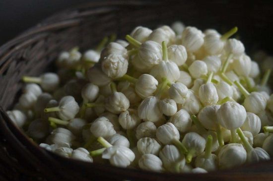 茉莉花茶與什么相克，茉莉花搭配禁忌