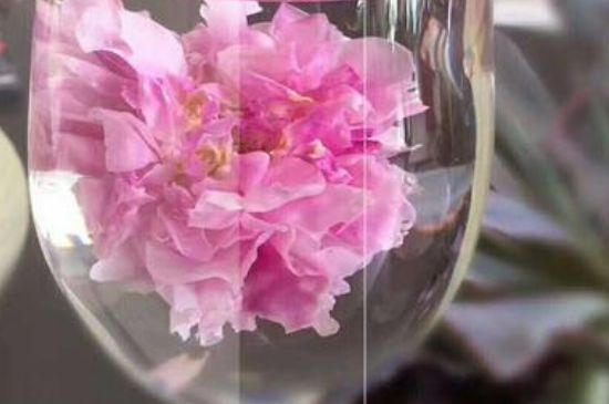 干玫瑰花泡水放幾顆，玫瑰花泡水一次放幾朵？