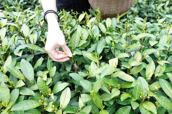 采茶的方法與步驟，如何正確采摘茶葉？