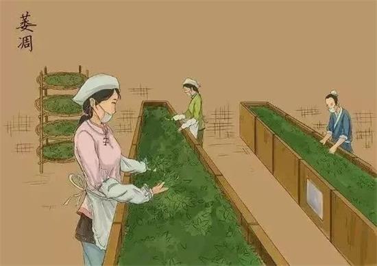 制茶八步驟，制茶工藝流程圖