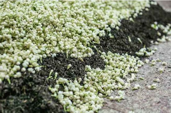 茉莉茶葉的功效與禁忌，什么人不適合喝茉莉花茶？
