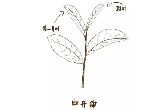 武夷巖茶的初制、精制加工工藝詳細講解