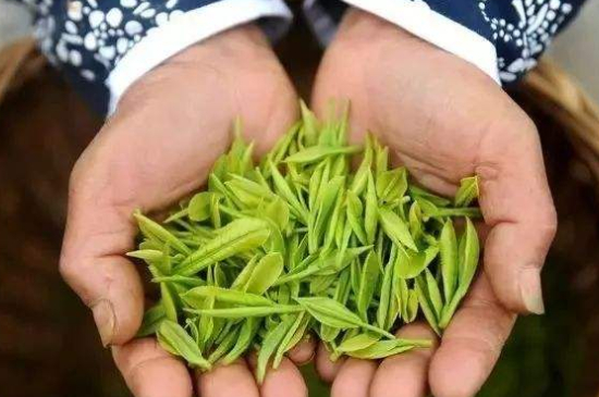 摘茶葉最快的方法，采摘茶葉怎么才能快？