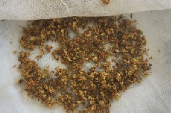 干桂花茶的制作方法，怎樣自制桂花茶？