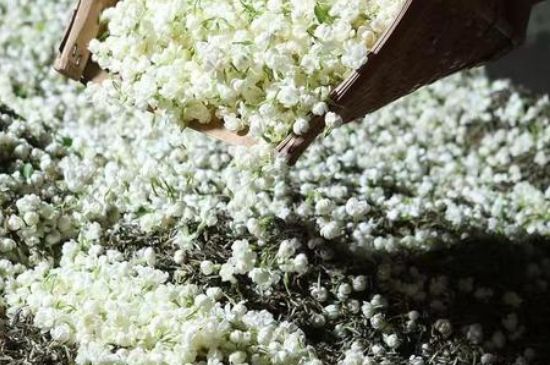 茉莉茶葉的功效與禁忌，什么人不適合喝茉莉花茶？