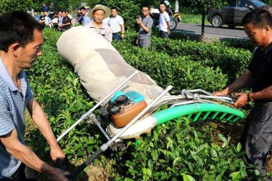 采茶的方法與步驟，如何正確采摘茶葉？