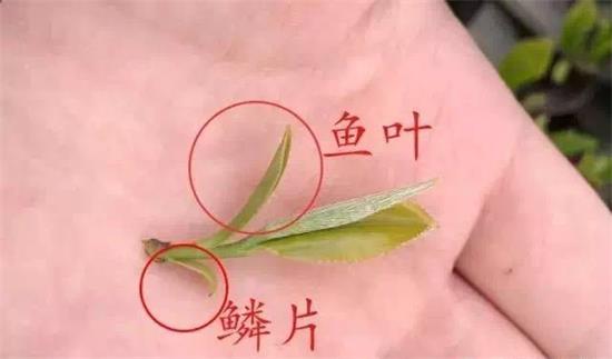 摘茶葉最快的方法，采摘茶葉怎么才能快？