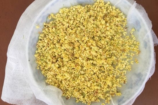 干桂花茶的制作方法，怎樣自制桂花茶？